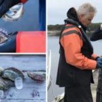 Viltfangede østers fra Grebbestad – et velsmakende håndverk
