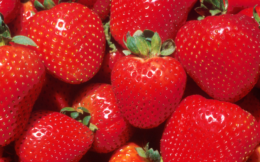 Nytt norsk jordbær har fått navn